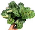 6" Maranta Variegated Beauty Kim